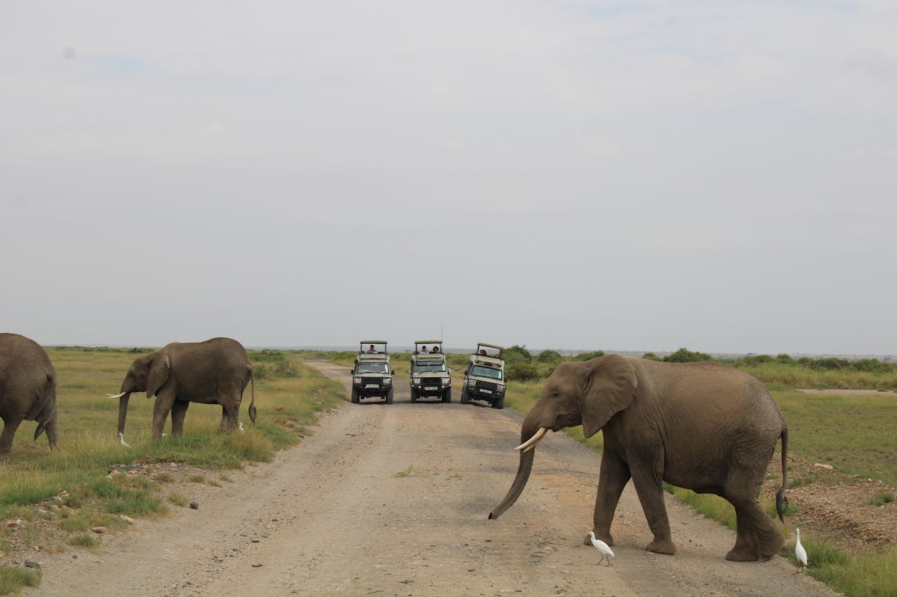 Kenya eTA entry requirements 2026 safari tourism Maasai Mara wildlife experience