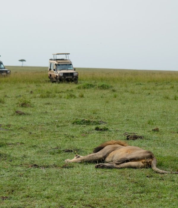 Kenya travel safety guide 2026 showing safari jeep in Maasai Mara at sunset