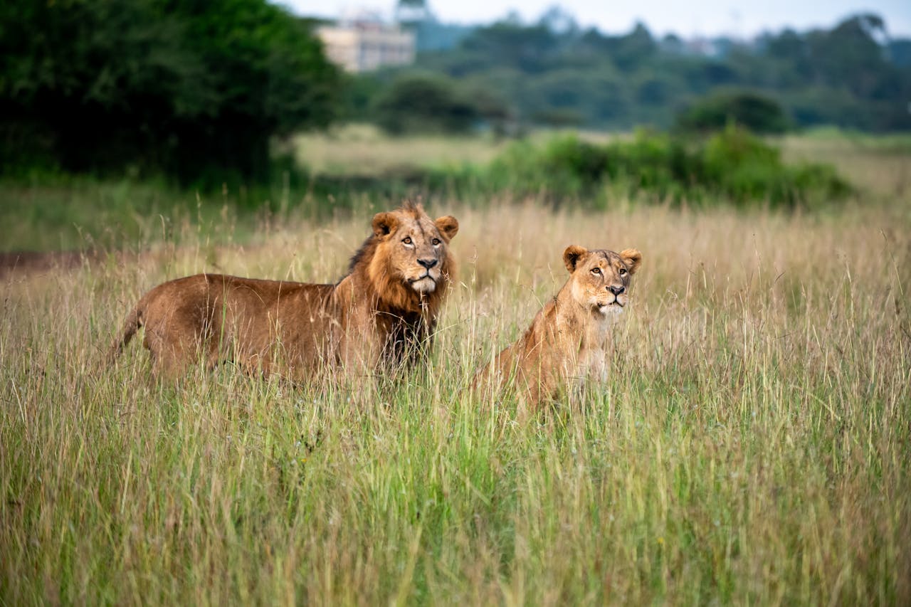 Nairobi National Park safari experience near the city