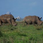 Nairobi trip cost breakdown 2026 showing Nairobi skyline and safari wildlife