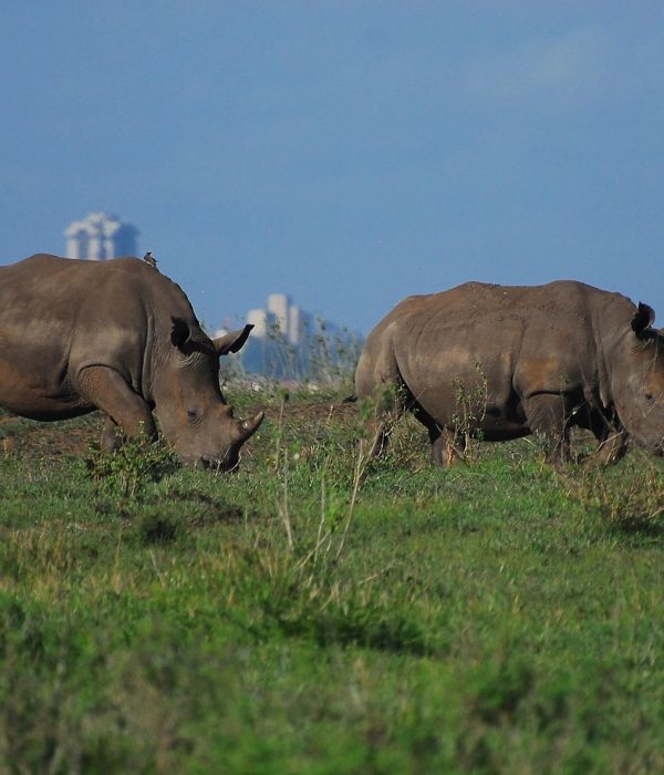 Nairobi trip cost breakdown 2026 showing Nairobi skyline and safari wildlife