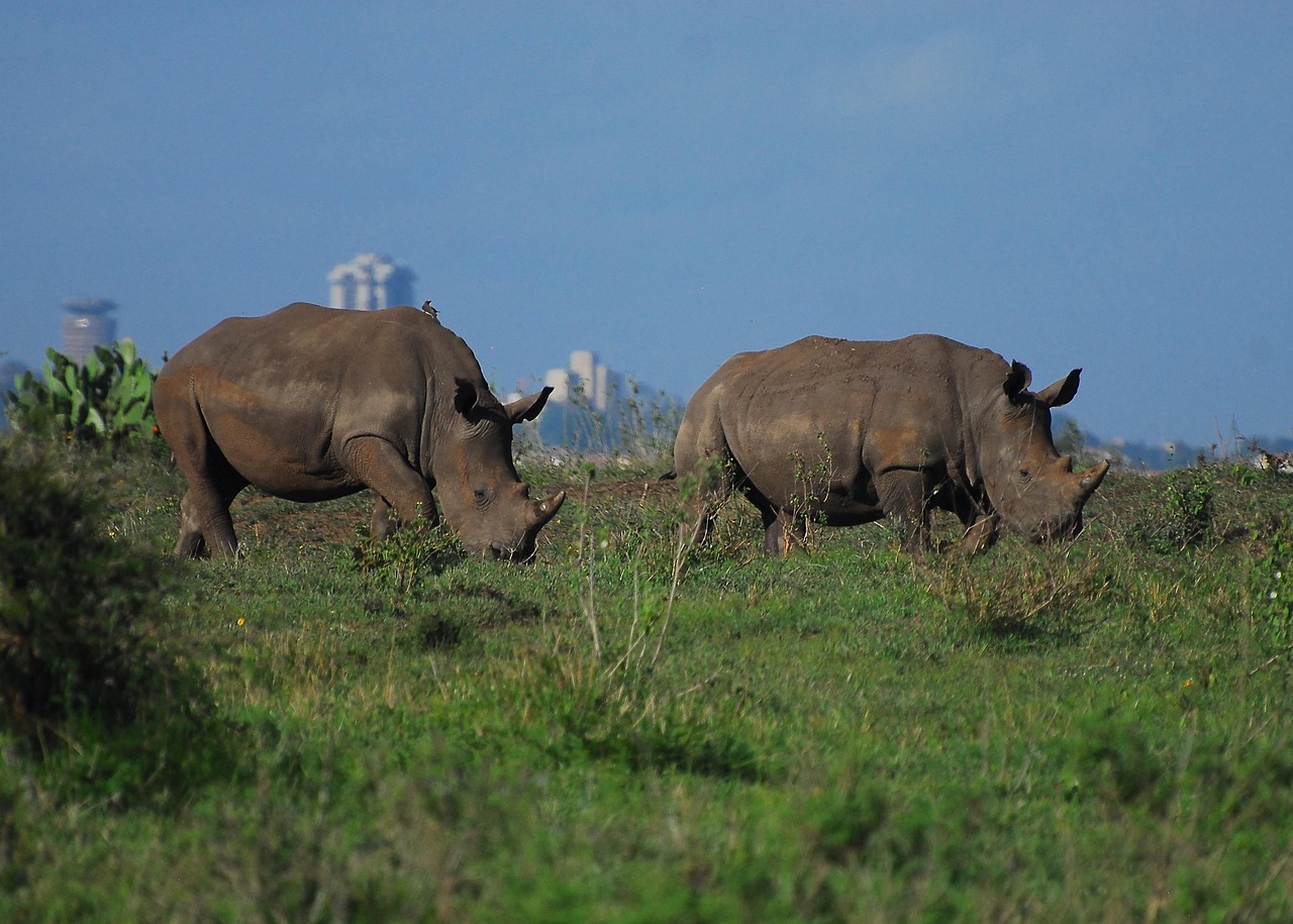 Nairobi trip cost breakdown 2026 showing Nairobi skyline and safari wildlife